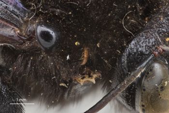 Media type: image;   Entomology 810676 Aspect: Head pronotum lateral